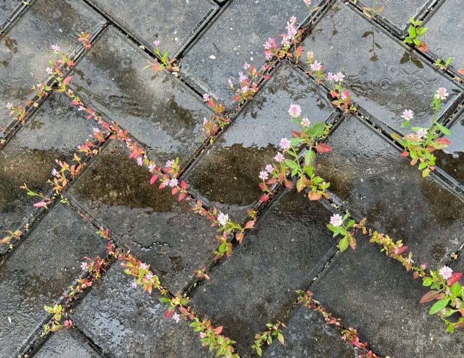 Ideas para los días de lluvia de Svetis